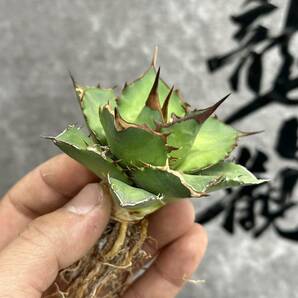 【龍園觀】①No.461 特選 アガベ 多肉植物 チタノタ 'Flame' 炎 烈焔 強棘 極上株 の画像5