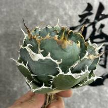 【龍園觀】①No.475 特選 アガベ 多肉植物 チタノタ 白鯨 強棘 極上大株_画像4