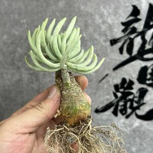 【龍園觀】①No.492 特選 塊根植物 チレコドン ペアルソニー ベアルート株 発根済み 冬型コーデックス 