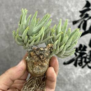 【龍園觀】①No.493 特選 塊根植物 チレコドン ペアルソニー ベアルート株 発根済み 冬型コーデックス の画像4