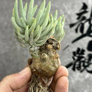 【龍園觀】①No.493 特選 塊根植物 チレコドン ペアルソニー ベアルート株 発根済み 冬型コーデックス の画像7