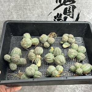 【龍園觀】①No.B75 多肉植物 塊根植物 Euphorbia obesa ユーフォルビア オベサ 群生株 10株