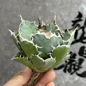 【龍園觀】①No.165 特選 アガベ 多肉植物 チタノタ 白鯨 強棘 極上株の画像1