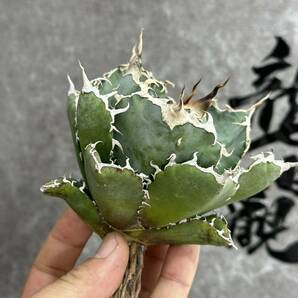 【龍園觀】①No.165 特選 アガベ 多肉植物 チタノタ 白鯨 強棘 極上株の画像5