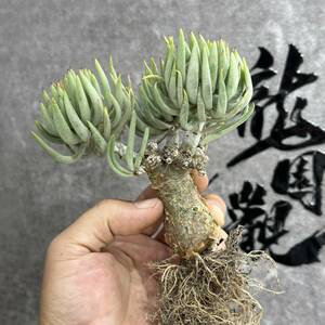 【龍園觀】①No.189 特選 塊根植物 チレコドン ペアルソニー ベアルート株 発根済み 冬型コーデックス 