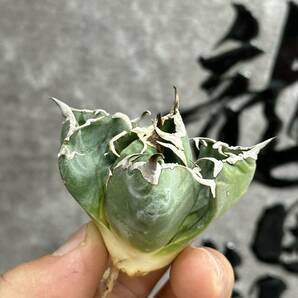 【龍園觀】①No.164 特選 アガベ 多肉植物 チタノタ 魔丸 陽炎 超強棘 極上株 激レア！の画像4