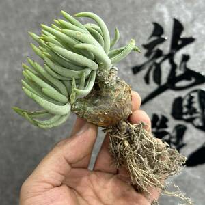 【龍園觀】①No.275 特選 塊根植物 チレコドン ペアルソニー ベアルート株 発根済み 冬型コーデックス 