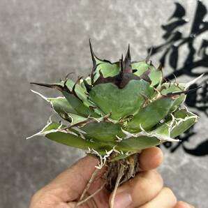 【龍園觀】①No.22 特選 アガベ 多肉植物 チタノタ ハデス Hades 黒帝斯 恐龍牙歯 強棘 極上大株 の画像4