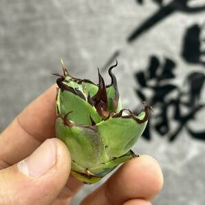 【龍園觀】①No.255 特選 アガベ 多肉植物 チタノタ ハデス Hades 黒帝斯 恐龍牙歯 強棘 極上株 の画像1