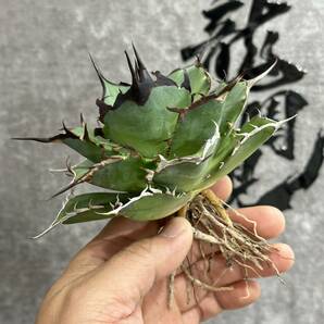 【龍園觀】①No.38 特選 アガベ 多肉植物 チタノタ ハデス Hades 黒帝斯 恐龍牙歯 強棘 極上大株の画像1