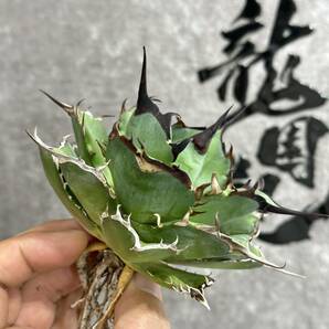 【龍園觀】①No.38 特選 アガベ 多肉植物 チタノタ ハデス Hades 黒帝斯 恐龍牙歯 強棘 極上大株の画像4