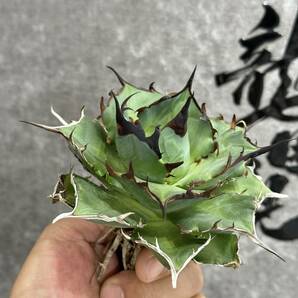 【龍園觀】①No.39 特選 アガベ 多肉植物 チタノタ ハデス Hades 黒帝斯 恐龍牙歯 強棘 極上大株の画像5