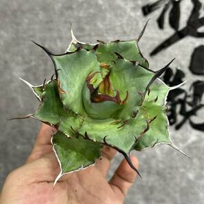 【龍園觀】①No.320 特選 アガベ 多肉植物 チタノタ ハデス Hades 黒帝斯 恐龍牙歯 強棘 極上株の画像7