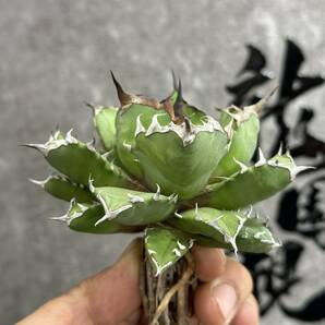 【龍園觀】①No.173 特選 アガベ 多肉植物 チタノタ 姫厳竜 強棘 短葉 厚葉 極上美株の画像3