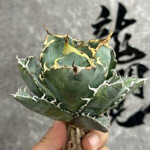 【龍園觀】①No.137 特選 アガベ 多肉植物 チタノタ 白鯨 強棘 極上株の画像5