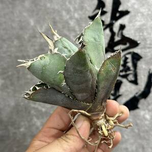 【龍園觀】①No.144 特選 アガベ 多肉植物 チタノタ 白鯨 強棘 極上株の画像2