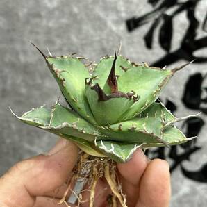 【龍園觀】①No.1138 特選 アガベ 多肉植物 チタノタ 鳳凰 ‘Phoenix’ 超強棘 極上株の画像2