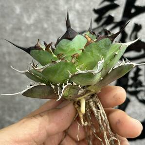 【龍園觀】①No.1114 特選 アガベ 多肉植物 チタノタ ハデス Hades 黒帝斯 恐龍牙歯 強棘 極上株の画像7