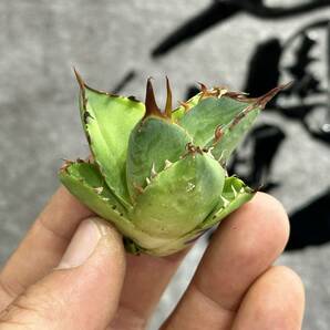 【龍園觀】①No.154 特選 アガベ 多肉植物 チタノタ ハデス Hades 黒帝斯 恐龍牙歯 強棘 極上株の画像9