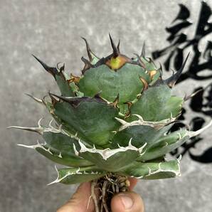 【龍園觀】①No.176 特選 アガベ 多肉植物 チタノタ ハデス Hades 黒帝斯 恐龍牙歯 強棘 極上大株 親株の画像3