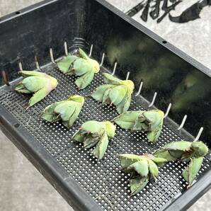 【龍園觀】①No.1159 特選 アガベ 多肉植物 チタノタ 黑鯨 強棘 極上株 激レア！ 8株の画像3