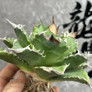 【龍園觀】① No.181 特選 アガベ 多肉植物 チタノタ　ホワイトファイヤー　白火焔 強棘 極上美株 大株