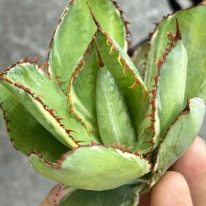 【龍園觀】①No.1180 特選 アガベ 多肉植物 ボビコルヌータ カウズホーン Agave bovicornuta 白覆輪 激レア！の画像9