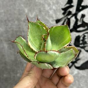 【龍園觀】①No.1180 特選 アガベ 多肉植物 ボビコルヌータ カウズホーン Agave bovicornuta 白覆輪 激レア！