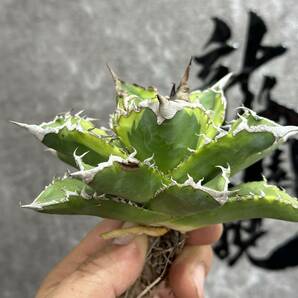 【龍園觀】①No.147 特選 アガベ 多肉植物 チタノタ 狂刺夕映 強棘 極上株 包葉の画像3