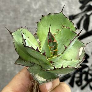 [ dragon ..]①No.166 special selection agave succulent plant chitanotaXbobikorunta Kaws horn a little over . finest quality beautiful stock ultra rare! limitation stock 
