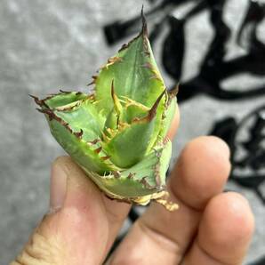 【龍園觀】①No.233 特選 アガベ 多肉植物 チタノタ 霸王竜強棘 極上株 の画像3