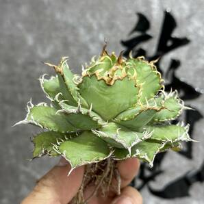 【龍園觀】①No.294 特選 アガベ 多肉植物 チタノタ 圓葉拇指 フィリグリー 強棘 極上株の画像3