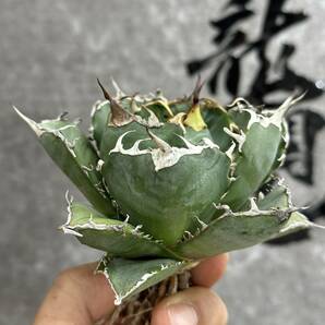 【龍園觀】①No.215 特選 アガベ 多肉植物 チタノタ 白鯨 強棘 極上株 球形の画像3