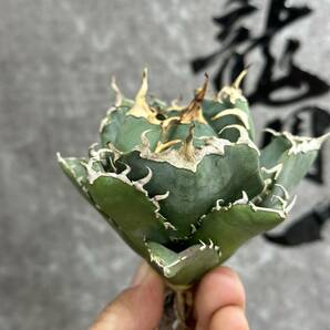 【龍園觀】①No.216 特選 アガベ 多肉植物 チタノタ 白鯨 強棘 極上株の画像1