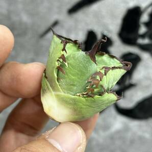 【龍園觀】①No.251 特選 アガベ 多肉植物 チタノタ 蟹 カニ 強棘 極上株の画像4