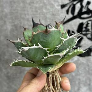 【龍園觀】①No.2111 特選 アガベ 多肉植物 チタノタ 黑鷹 ‘Blackhawk’ 強棘 極上大株