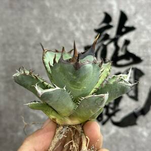 【龍園觀】① No.243 特選 アガベ 多肉植物 チタノタ 阿修羅 超強棘 極上株 激レア！の画像3