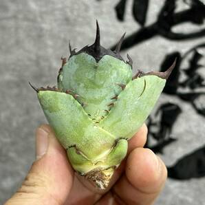 【龍園觀】① No.276 特選 アガベ 多肉植物 チタノタ 阿修羅 超強棘 極上株 激レア！の画像4