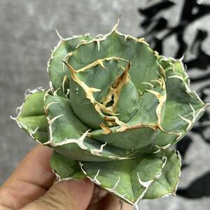 【龍園觀】① No.245 特選 アガベ 多肉植物 ジャガーノート 低厚葉 純血 'Juggernaut' pure blood 極上美株 激レア！大株