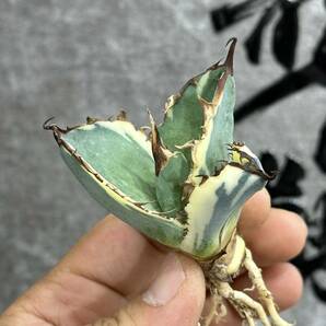 【龍園觀】①No.241 特選 アガベ 多肉植物 チタノタ BB 白覆輪 極上株 激レア！の画像5