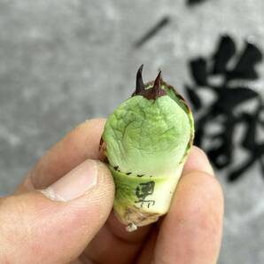 【龍園觀】①No.277 特選 アガベ 多肉植物 チタノタ 黑犀牛 強棘 極上美株 激レア！ 限定株の画像7