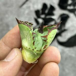 【龍園觀】①No.277 特選 アガベ 多肉植物 チタノタ 黑犀牛 強棘 極上美株 激レア！ 限定株の画像2