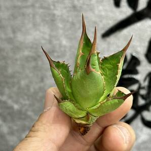 【龍園觀】①No.237 特選 アガベ 多肉植物 ホリダ 超強棘 極上株の画像8