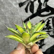 【龍園觀】①No.261 特選 アガベ 多肉植物 ホリダ錦 激レア！ 黄中斑 極上株_画像4