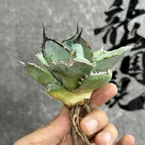 【龍園觀】①No.2106 特選 アガベ 多肉植物 チタノタ 鯊魚 超強棘 極上株の画像6