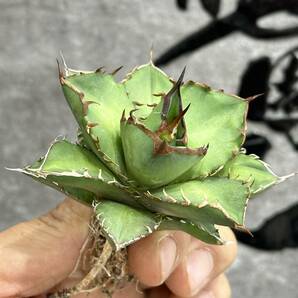 【龍園觀】①No.386 特選 アガベ 多肉植物 チタノタ 'Flame' 炎 烈焔 強棘 極上株の画像7