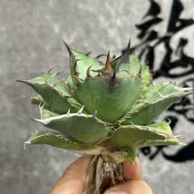 【龍園觀】①No.120 特選 アガベ 多肉植物 チタノタ 黑鷹 ‘Blackhawk’ 強棘 極上株_画像4