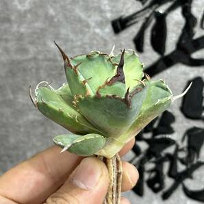 【龍園觀】①No.353 特選 アガベ 多肉植物 チタノタ 海豹 陽炎 強棘 極上美株 の画像2