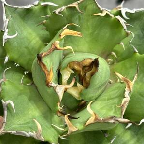 【龍園觀】①No.394 特選 アガベ 多肉植物 チタノタ 鬼爪 陽炎 強棘 極上美株 激レア！の画像10