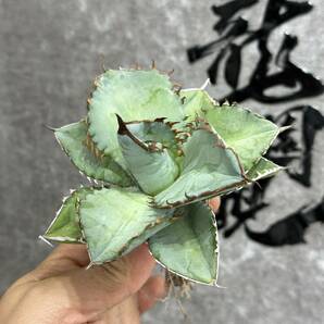 【龍園觀】①No.396 特選 アガベ 多肉植物 チタノタ 鯊魚 超強棘 極上株の画像5